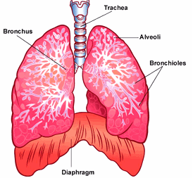 2.2.2.1. Derin Solunum Egzersizleri Resim1.3: Akciğerler Derin soluk almada karın kaslarını kullanarak burun yoluyla yavaşça içeriye alınan hava, dudakların arasından yavaşça dışarıya verilir.