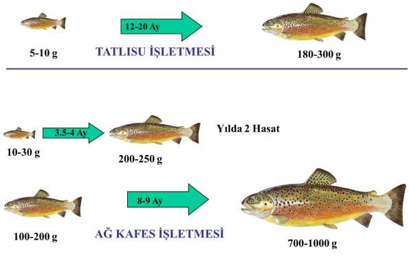 YetiĢtiricilik Modeli-Levrek: Bölgedeki ağ kafes iģletmeleri alabalık yetiģtiriciliğinde yaz aylarında ortalama 4 aylık dönemi boģ geçirmektedir.