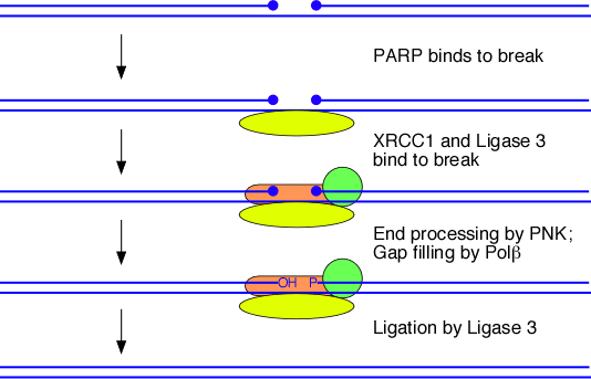 Tek zincir kırıkların tamiri poly (ADP-ribose) polymerase (PARP) kırık bölgesine bağlanır.