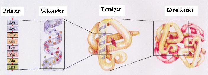 PROTEİNLERİN 3