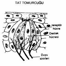 termoreseptör Hissettiğimiz imiz acı tat, kapsaisin adlı maddenin termoreseptör (ısıya duyarlı) ) sinir uçlaru larını (nöron uçlarındaki dentritler) ) uyarması sonucu hissedilir.