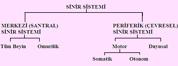 Sinir Sisteminin Özellikleri Uyarılabilme: (Ġrritabilite) Ġç ve dıģ ortamda oluģan değiģiklikler, duyu sinirlerinin uçlarında bulunan reseptörler tarafından alınır.