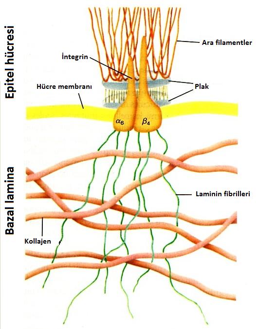 Düğme desmozomlar yanyana gelen iki hücre membranında yer alan yapılardır. Görünüş ve fonksiyon olarak perçin çivlerini andırılar.