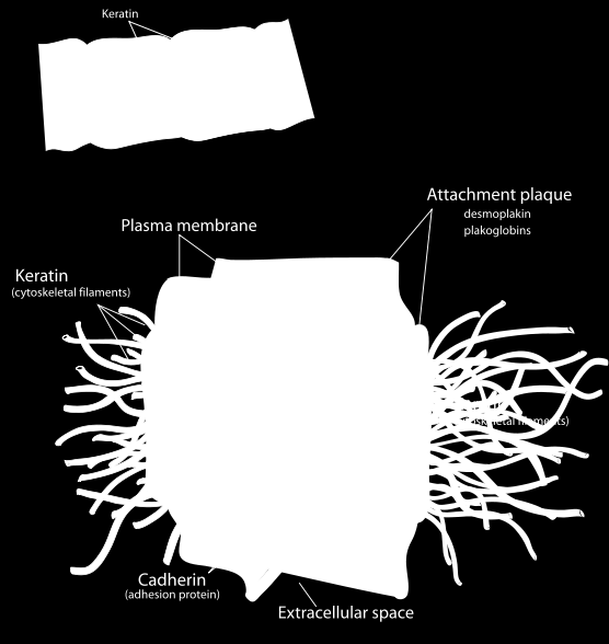 Komşu iki hücrenin birbirine bakan yüzeylerindeki iki düğme desmozom birtakım ince filmentlerle birbirine bağlı olduklarından hücre içindeki bir keratin filament ağı bütün bir epitel tabakası boyunca