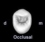 76 Tablo 3.2. Wheeler e göre maksiller dişlerin boyutsal değerleri.