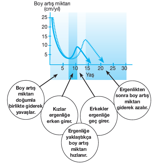 Gerek yumurta hücresinde gerekse sperm hücresinde(eşey hücrelerinde) kromozomun bir tanesi cinsiyetle ilgilidir ve bu kromozoma gonozom denir.