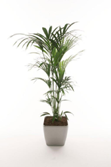 Kod & Çecekler Plants & Flowers / 321 Plant - Benjamina h = 60-100 cm 322 Plant - Areca Palm h = 180-200 cm 323 Plant - Ficus Amstel King h = 180-200 cm 324 Plant - Kantia h = 200-250 cm 325 Plant -