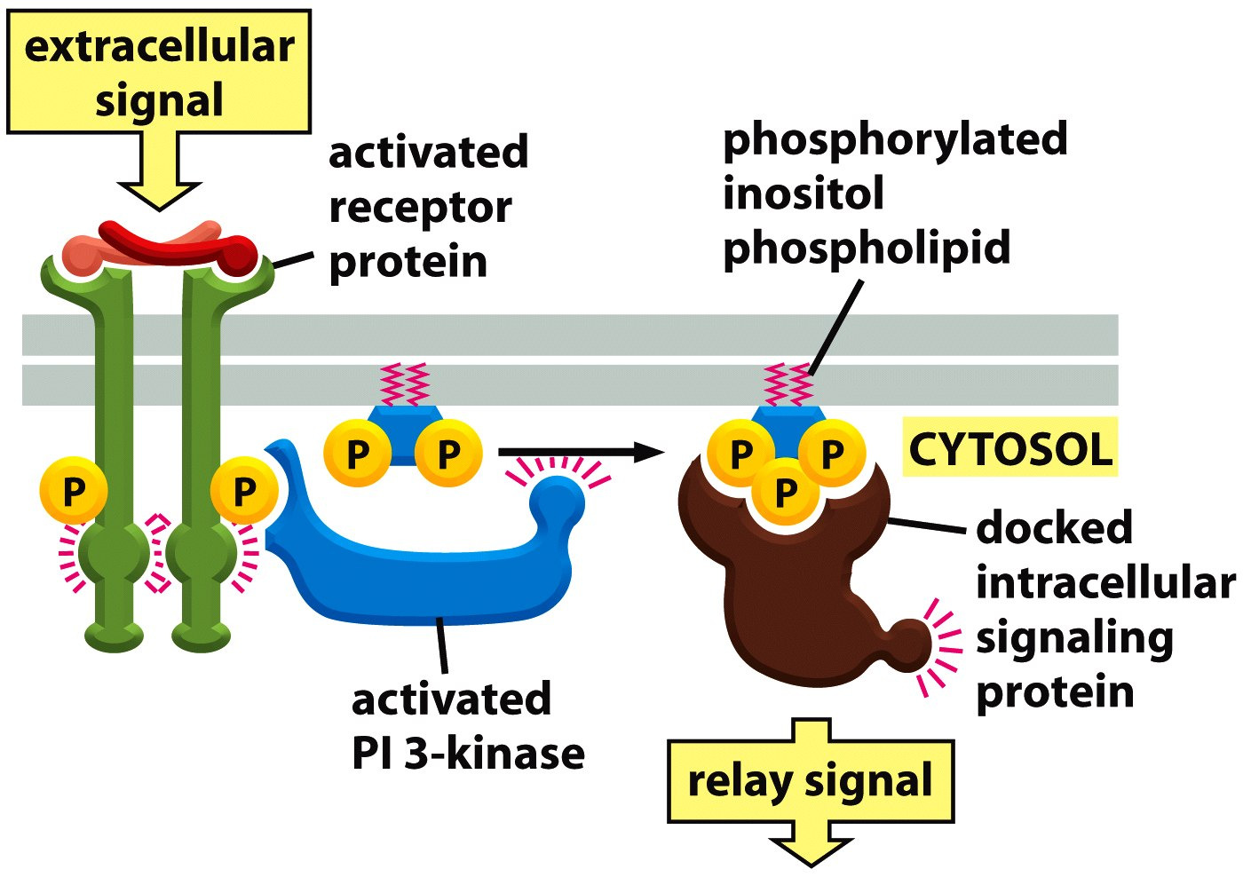 Memeli Plazma Membranında En Fazla Bulunan Fosfolipidler Fosfatidilinositol ve Hücre Đçi Sinyal Đletimi Fosfatidilinositol (PI) Fosfatidilinositolfosfat (PIP) PI kinaz Figure 10-3 Molecular Biology