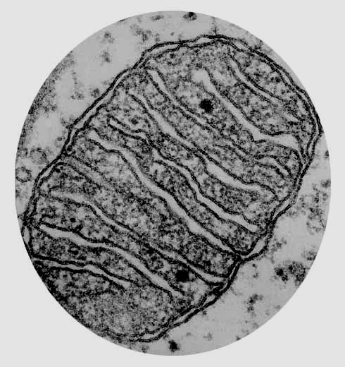 SĐTOSOL: Metabolitlerin organeller arasında taşınması Hücre şeklinin oluşumun Motilite 101 102 mitokondri iki membranla