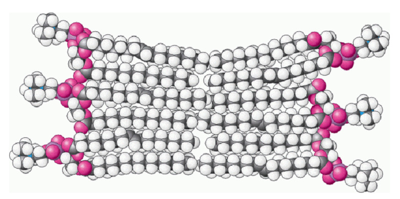 % 50-60 oranında protein % 40-80 oranında lipid % 5 oranında karbohidrat Hücre Membranında Yer Alan Lipidler 13 14 Hücre Membranında Yer Alan Lipidler 15 Polar bir hidrofilik uç ve non-polar bir