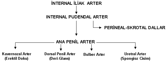 ARTERLERİ Erektil dokunun ana arteri, internal iliak arterin terminal dalı olan internal pudendal arterdir.