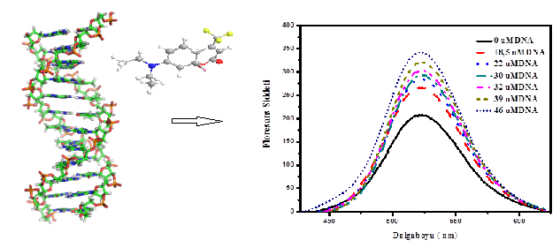 P88 DNA ile Kumarin 35 Bileşiği Arasındaki Moleküler Etkileşmelerin İncelenmesi Tuğba Bayraktutan a, Yavuz Onganer a a Atatürk Üniversitesi, Fen Fakültesi, Kimya Bölümü, 25240, Erzurum
