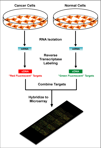 2. Spotlu microarrayler Spotlu microarray lerde problar oligonükleotid cdna veya mrna lara karşılık gelen PCR ürünlerinin küçük parçaları olabilir.