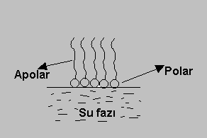 SURFAKTAN MADDELER Surfaktan maddeler en basit tanımı ile bir sıvının yüzey gerilimini azaltan maddelerdir.