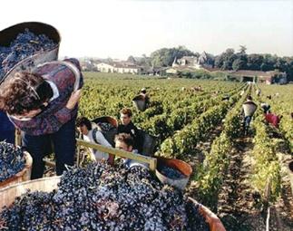BAĞBOZUMU ve ŞARAP Kıbrıs Şarap yapımında 5.000 yıllık geçmişe sahiptir. Arkeologların bulguları sonucu MÖ. 3.
