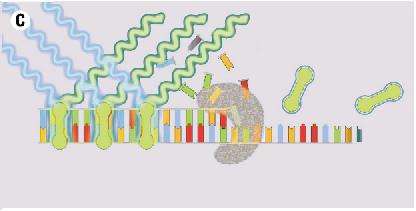 primer dimerleri saptamak için erime eğrisi (melting curve) analizi yapılabilmektedir (Şekil 2.2.2.A.). Her çift zincirli DNA kendine özgül bir erime ısısı (melting temperature, Tm) değerine sahiptir.