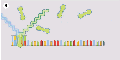 Çift zincirli DNA denatüre olmaya başlayınca bağlı olan floresan boya serbest kaldığı için ölçülen ışınma miktarı azalmaya başlar.