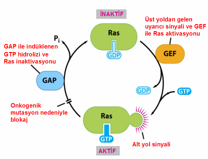 32 ise Ras daki GTP nin hidroliz hızını arttırarak Ras ı etkisiz hale getiren GTPazetkinleştirici proteinler (GAP) dir (Şekil 2.12) (Alberts vd 2008). Şekil 2.