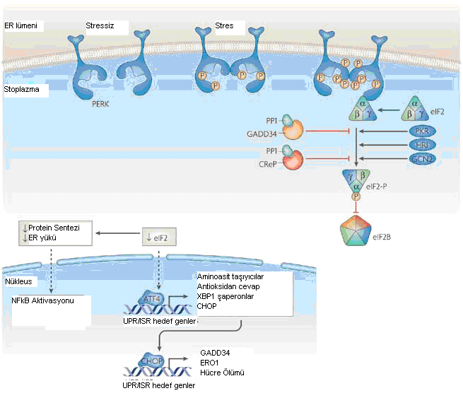 transkripsiyon faktörünün bzip ailesinin bir üyesidir 9.