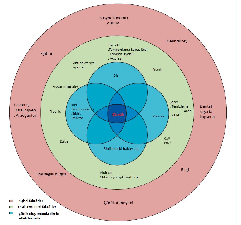 1. GĠRĠġ Çürük, dental biyofilm tabakasında mikrobiyolojik değiģiklikler ile baģlayan, etiyolojisinde baģta diyet alıģkanlıkları, konak ve zaman gibi birçok faktörün rol oynadığı multifaktoriyel bir
