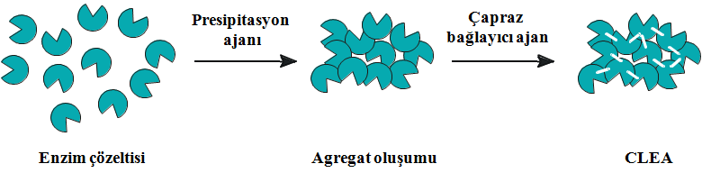 Süperkritik CO 2 Ortamından Ön İşlem Görmüş Candida rugosa Lipazlarının Çapraz Bağlı Enzim Agregatları ve Katalitik Aktivitesinin Geliştirilmesi Derya Dinçyürek a, Hasan Aptiş b, Sema Salgın b, Uğur