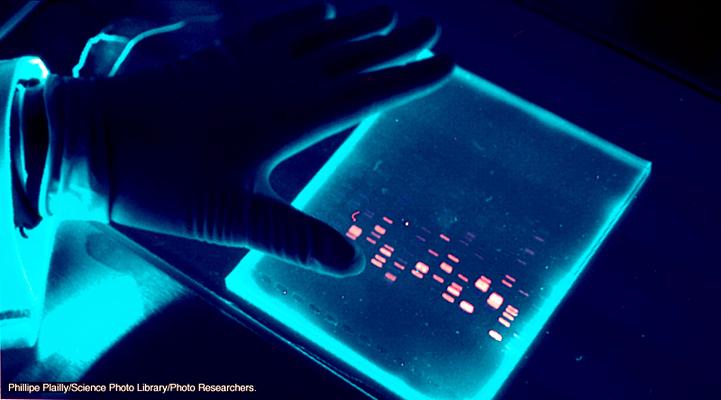 PCR la Çoğaltılmış DNA nın