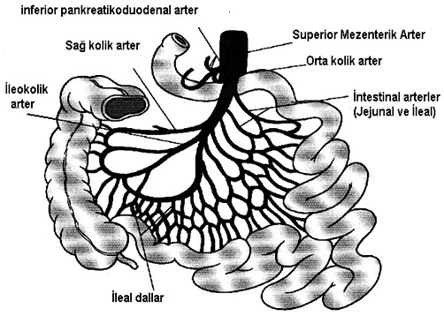 BARSAKLARIN VASKÜLER HASTALIKLARI Prof.Dr.Ahmet Dobrucalı Barsakların vasküler anatomisi İnce barsağın tüm kanı çölyak trunkus (TÇ) ve superior mezenterik arter (SMA) den gelir.