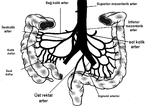 Hepatika communisden de gastroduodenal, sağ gastroepiploik ve superior pankreotikoduodenal arterler kaynaklanır. Lienal arterden pankreatik ve sol gastroepiploik arter çıkar.