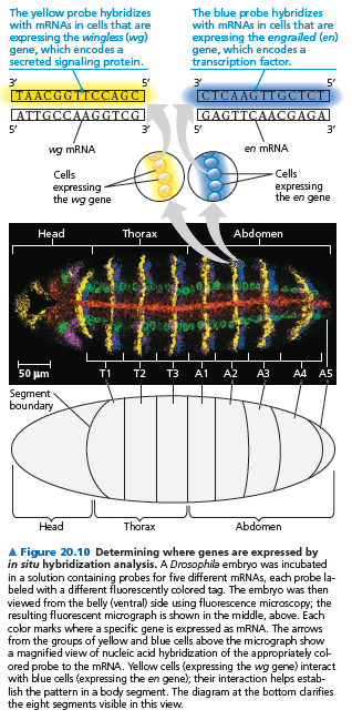 DNA kütüphaneleri bir organizmanın genom içeriklerinden oluşur Bir DNA kütüphanesi için karmaşık yapıdaki karışım DNA taşıyıcılarda toplanır. Bu aşamada ilginç dizileri belirlemekte mümkün olur.