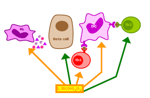 Vitamin D - Tip 1 diyabet : immün cevap düzenlemesi Beta hücresi: insülin sentez ve sekresyonu sitokinlere karşı koruma Dentritik hücre: antijen