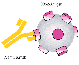 kompleman bağımlı sitotoksisite (CDC) dir.