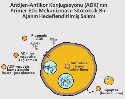 Brentuksimab vedotin CD30 a hedefli bir antikor-ilaç konjugatıdır.