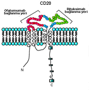 Şekil 25.