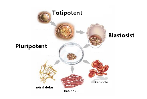 Kök Hücre Teknolojisi 4te bu tür hücrelere pluripotent hücre denir. Bu hücreler bilinen yakla43k 200 hücre çe4idine dönü4ebilme yetene'ine sahiptir.