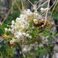 Küsküt (Cuscuta spp.) Arılar küsküt çiçeklerini ziyaret eder. Nektar alımından kısa zaman sonra bazı arılıklarda koloni kayıpları % 50 ye varmaktadır.