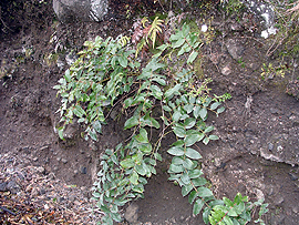 Coriaria arborea(new Zealand tutu) Brachyglottis repanda: Yeni Zellanda da Ağustos Ekim aylarında çiçek açmaktadır.