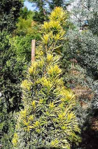 Taxus baccata türleri Yaprakları, meyveleri ve poleni zehirlidir.