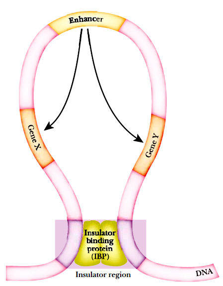 enhancer GENEL KAVRAMLAR Proteinlere (trans-acting faktörler ve transkripsiyon faktörlerine) bağlanarak transkripsiyon düzeyini arttıran kısa DNA dizileri.