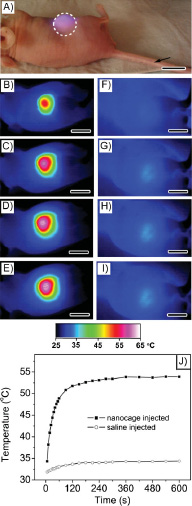 Figure 4. 18F-FDG PET/CT co-registered images of mice intravenously administrated with either saline or Au nanocages, followed by laser treatment.