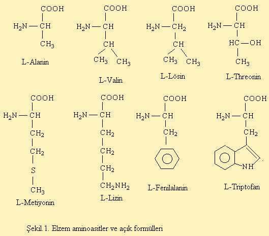 Karboksil grubun verdiği proton amino grubu tarafından alındığında aminoasit çözeltisi amfoter özellik gösterir.