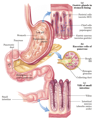 PROTEĐNLERĐN SĐNDĐRĐMĐ Şekil : Đnsan sindirim yolunun bir kısmı. (a) mide yüzeyinde gastrik bezler. Parietal hücreler ve "şef" hücreler gastrin hormonuna yanıt olarak ürünlerini salgılarlar.