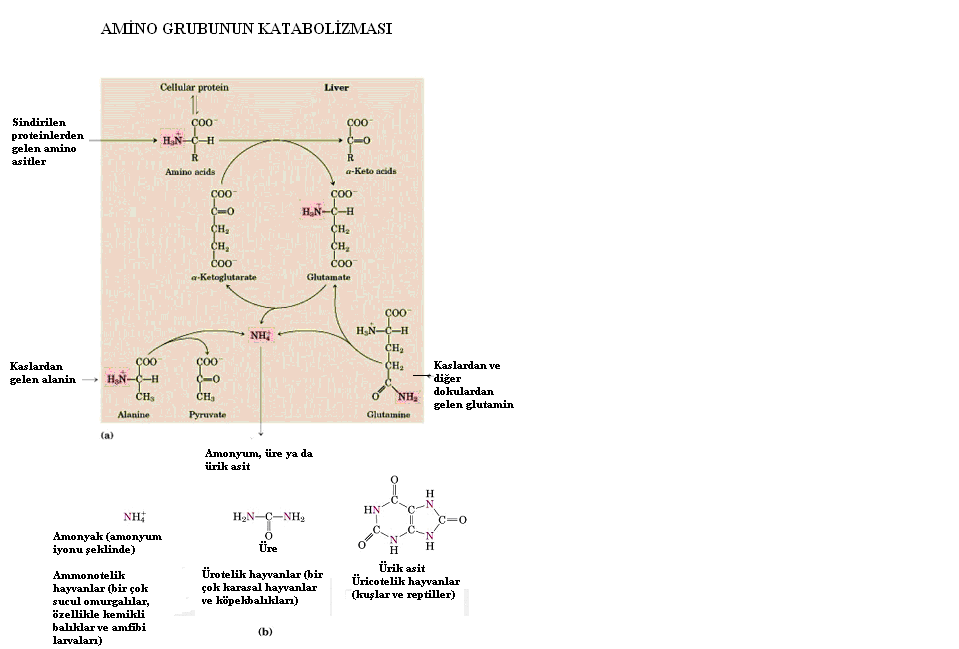 Şekil : Omurgalı karaciğerinde amino gruplarının katabolizmasının özeti.