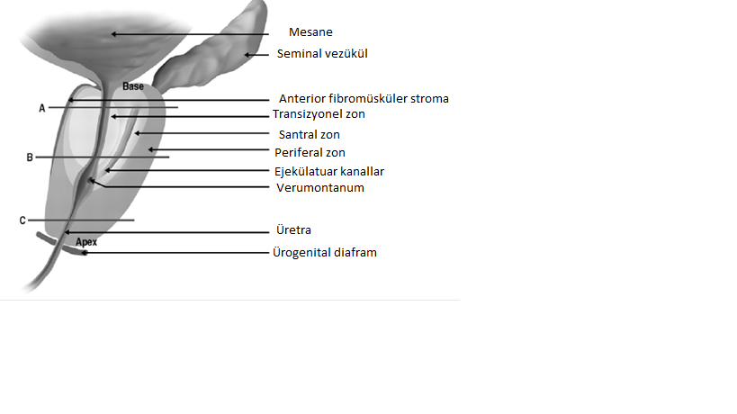 Şekil 2:Prostatın