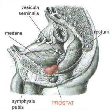 çevrelenmiģtir. Prostatik venöz pleksus, endopelvik fasyanın bu uzantısıdır ve prostatik kılıf arasında yer almaktadır.