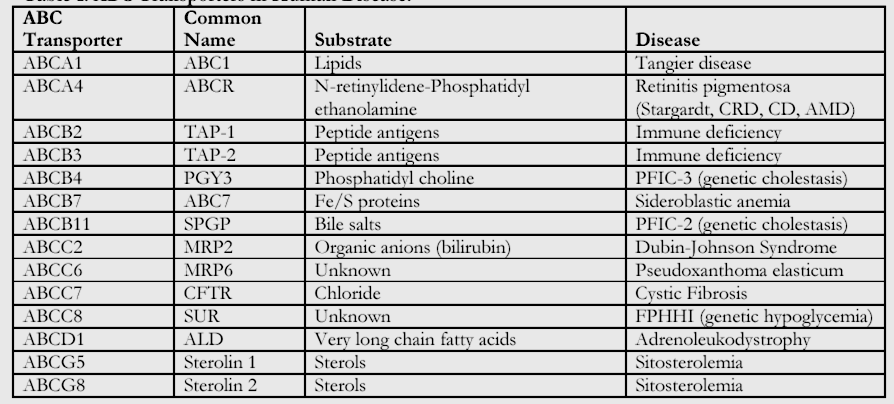 ABC Transport Protein Genetik Bozukluğunun