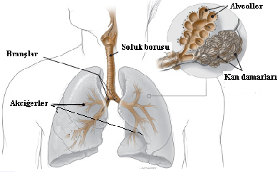 Biyoloji Dersi 12.Sınıf Öğretim Programı (2 ders saati) Tartışma ve Sonuç 1. Hangi tüpte proteinin parçalandığını gösteren değişiklikler gözlemlediniz? 2. Hangi tüpte protein tamamen parçalandı? 3.