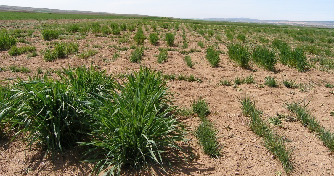 Ülkesel Tahıl Sempozyumu, 2-5 Haziran 2008, KONYA Çizelge 1 Test edilen materyalin reaksiyon durumlarına göre dağılımları Dayanıklı Ekmeklik Çeşitler Ekmeklik Hatlar Adet Oran (%) Adet Oran (%) Orta