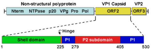 Genomik Organizasyonu Genom yapısı ve kapsid domainleri Yapısal olmayan poliprotein, 6 olgun proteine ayrılır: N-terminal protein (p48), Nükleozit