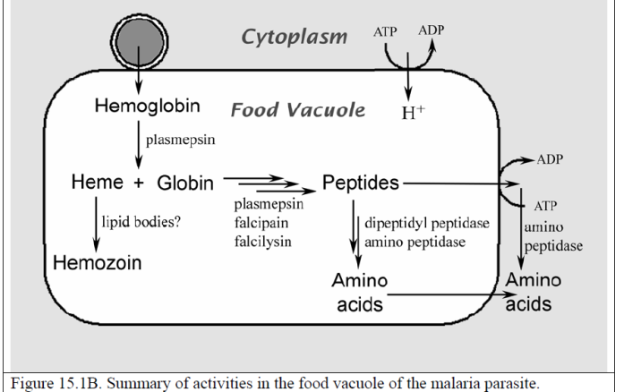 Şekil 1.12 [8] Proteinler ve Amino asitler Proteinler 3D yapılar oluģturan lineer aminoasit zincirlerinden oluģur.