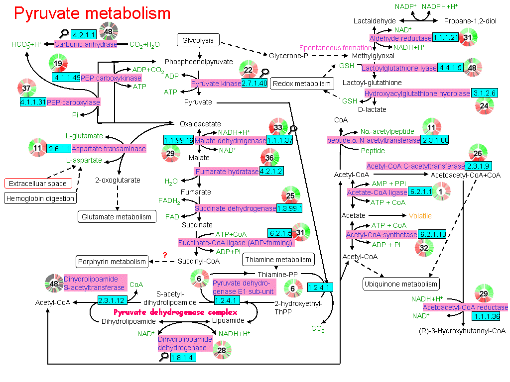 Şekil 1.18 Plasmodium un pirüvat metabolizması [8] Aerobik metabolizma pirüvatın trikarboksil asit (TCA) çevrimi aracılığıyla daha ileri katabolizmasıdır.